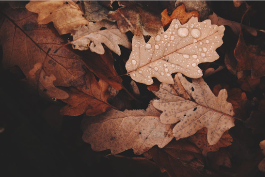 blog-1